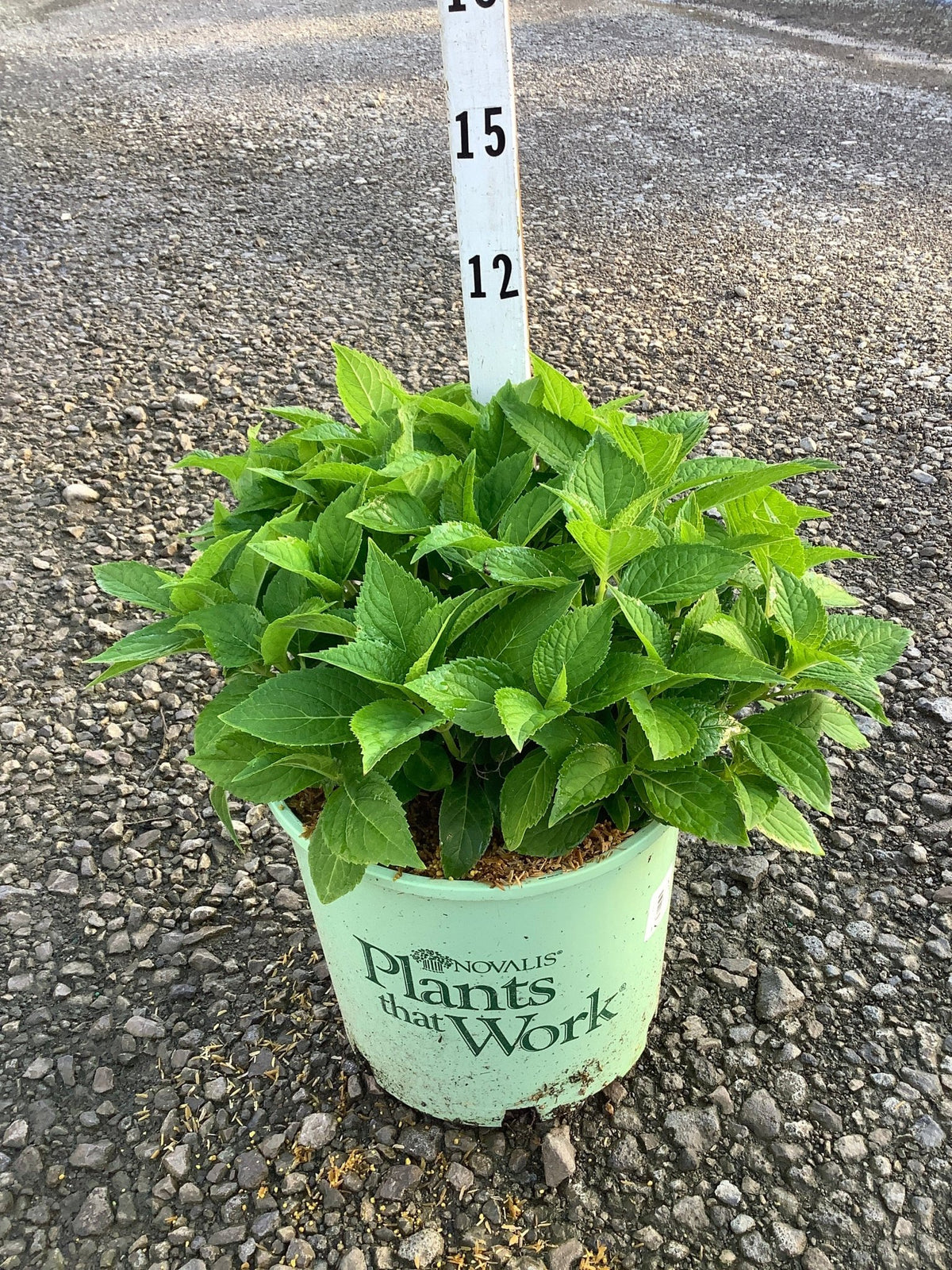 Azure Skies Bigleaf Hydrangea in a #3 container showing lush green foliage before summer blooms.