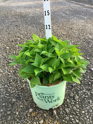 Azure Skies Bigleaf Hydrangea in a #3 container showing lush green foliage before summer blooms.