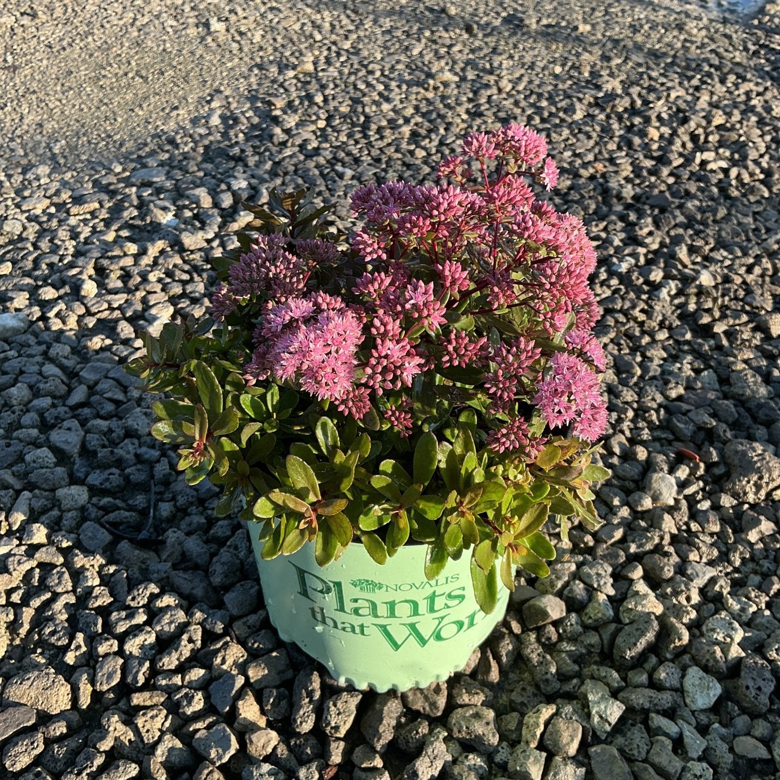 SunSparkler Jade Tuffet Sedum in a nursery container with dense pink blooms and dark green succulent foliage on gravel.