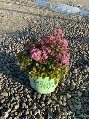 SunSparkler Jade Tuffet Sedum in a nursery container with dense pink blooms and dark green succulent foliage on gravel.