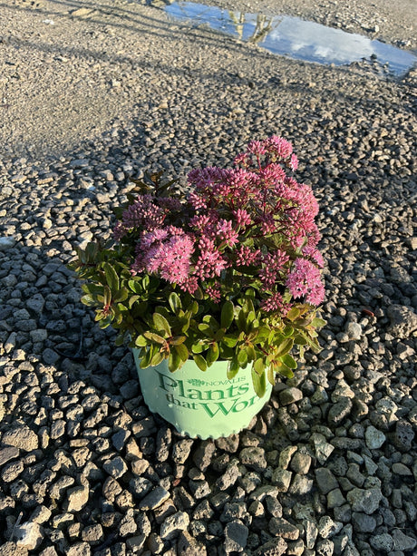SunSparkler Jade Tuffet Sedum in a nursery container with dense pink blooms and dark green succulent foliage on gravel.