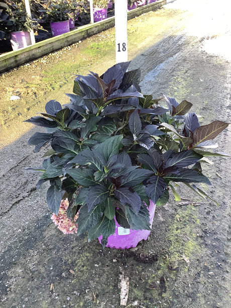 Eclipse Bigleaf Hydrangea in a pink nursery container showing deep dark green and purple foliage with spent blooms.