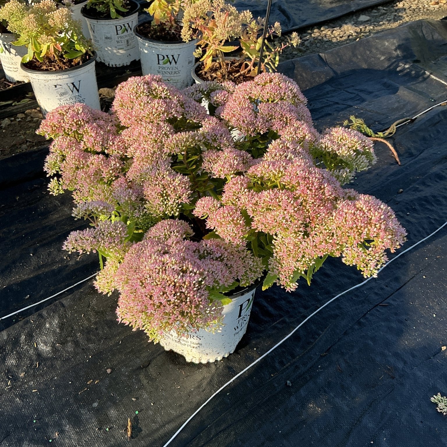 Rock 'N Round Pure Joy Sedum in a Proven Winners container displaying dense clusters of pink blooms at a garden nursery.