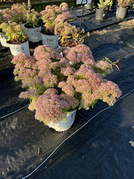 Rock 'N Round Pure Joy Sedum in a Proven Winners container displaying dense clusters of pink blooms at a garden nursery.