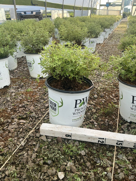 Happy Face White Potentilla shrubs growing in Proven Winners #2 containers inside a greenhouse nursery.