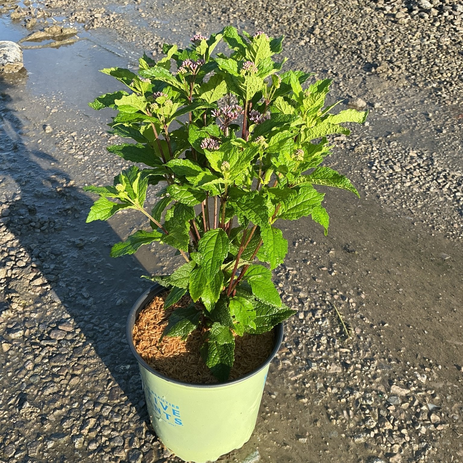 Little Joe Pye Weed in a #2 nursery container showing lush green foliage and early pink flower buds forming at stem tips.