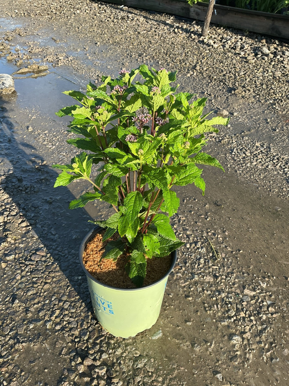 Little Joe Pye Weed in a #2 nursery container showing lush green foliage and early pink flower buds forming at stem tips.