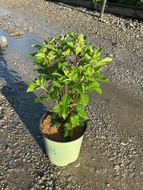 Little Joe Pye Weed in a #2 nursery container showing lush green foliage and early pink flower buds forming at stem tips.