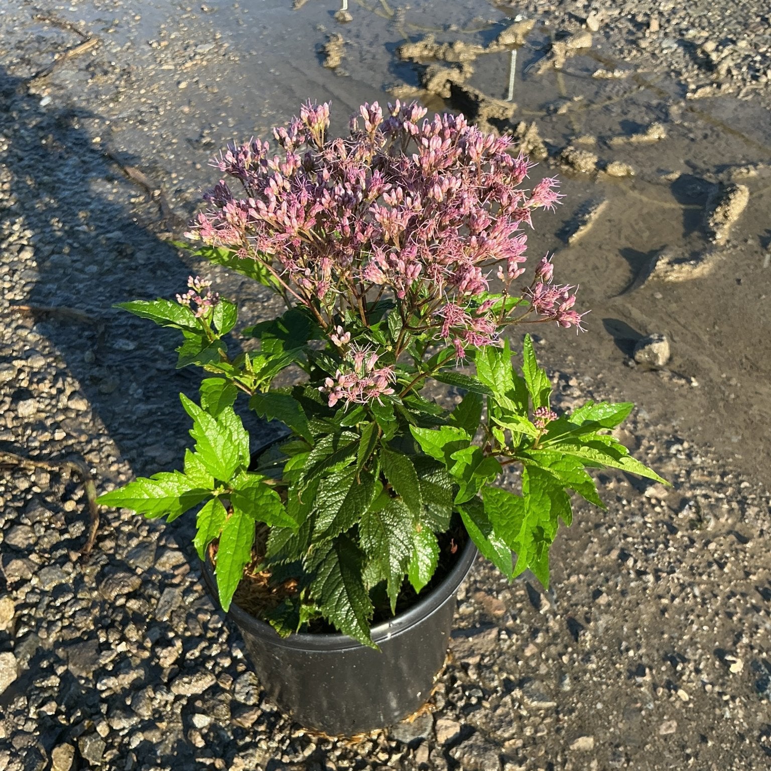 Euphoria Ruby Joe Pye Weed in a #1 container displaying clusters of pink-purple blooms and lush green foliage.