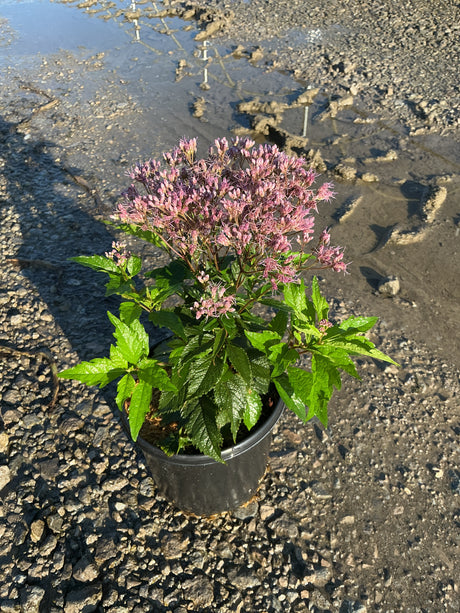 Euphoria Ruby Joe Pye Weed in a #1 container displaying clusters of pink-purple blooms and lush green foliage.