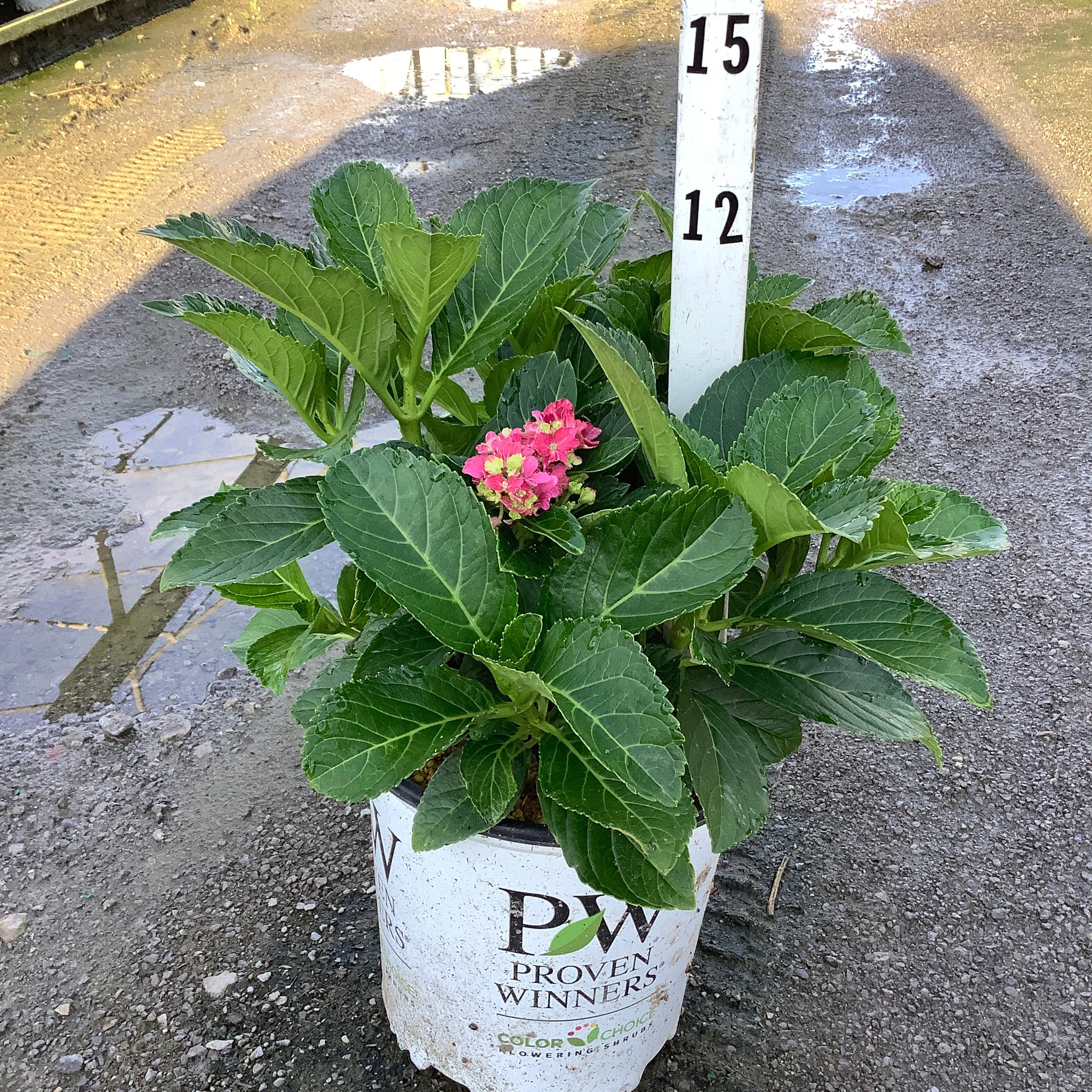 Wee Bit Grumpy Hydrangea in a Proven Winners #2 container with deep green foliage and a single pink bloom cluster.