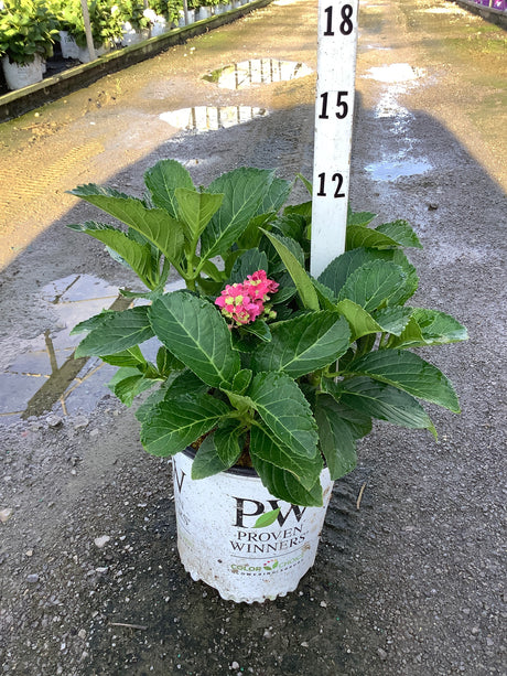 Wee Bit Grumpy Hydrangea in a Proven Winners #2 container with deep green foliage and a single pink bloom cluster.