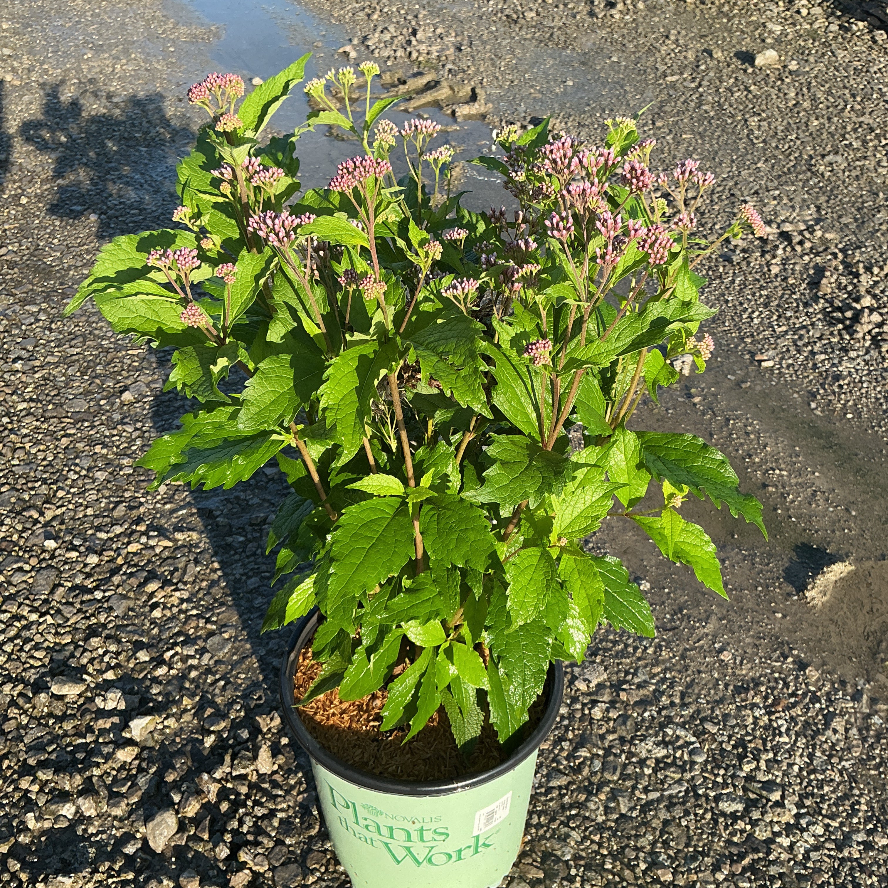 Rosie Josie Joe Pye Weed in a #2 container showing lush green foliage and clusters of pink buds beginning to open.