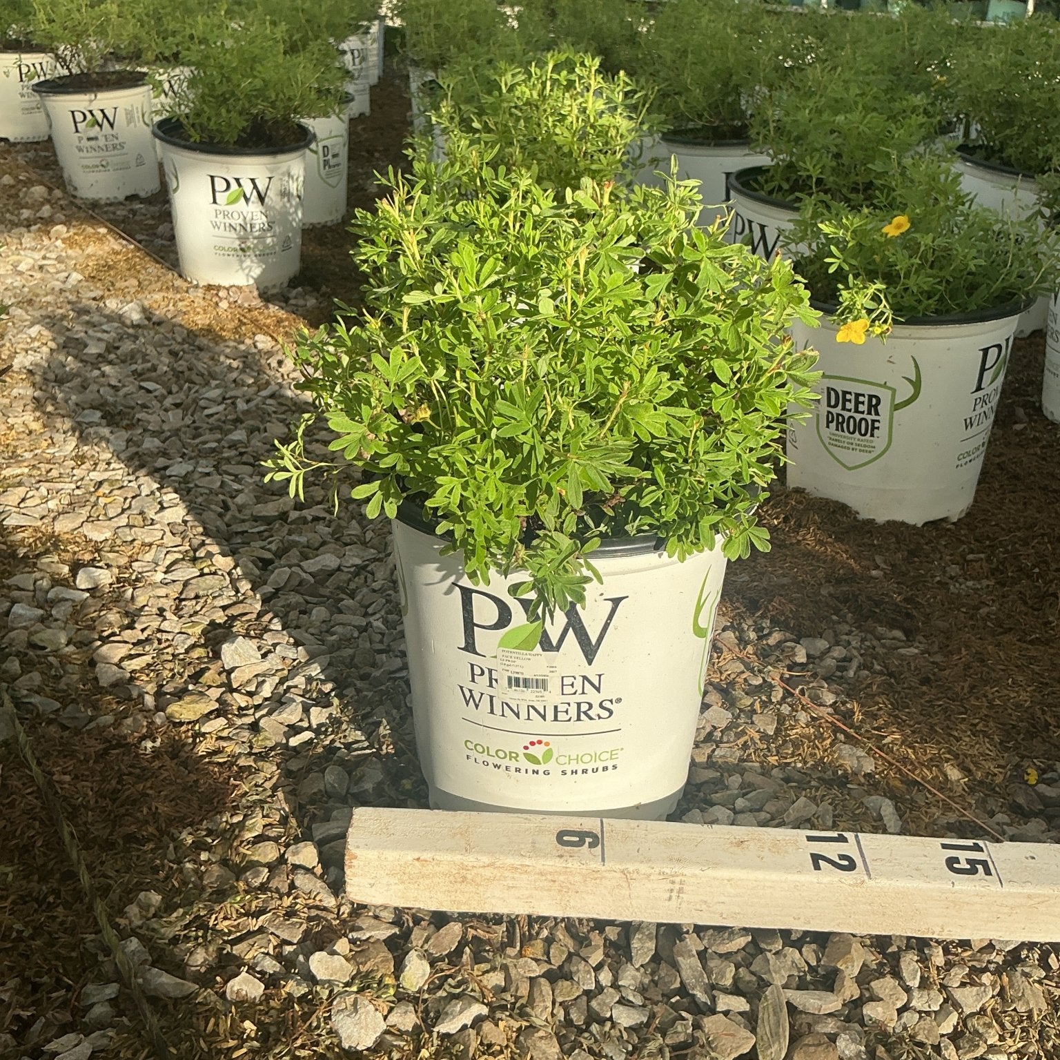 Happy Face Yellow Potentilla shrub in a Proven Winners #2 container, showing dense green foliage and yellow blooms at a nursery.