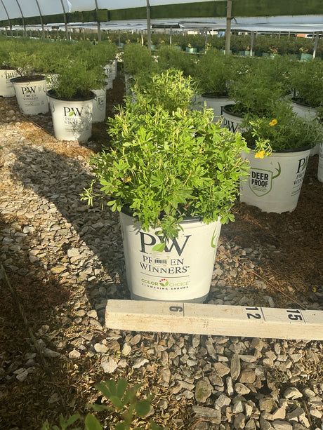Happy Face Yellow Potentilla shrub in a Proven Winners #2 container, showing dense green foliage and yellow blooms at a nursery.