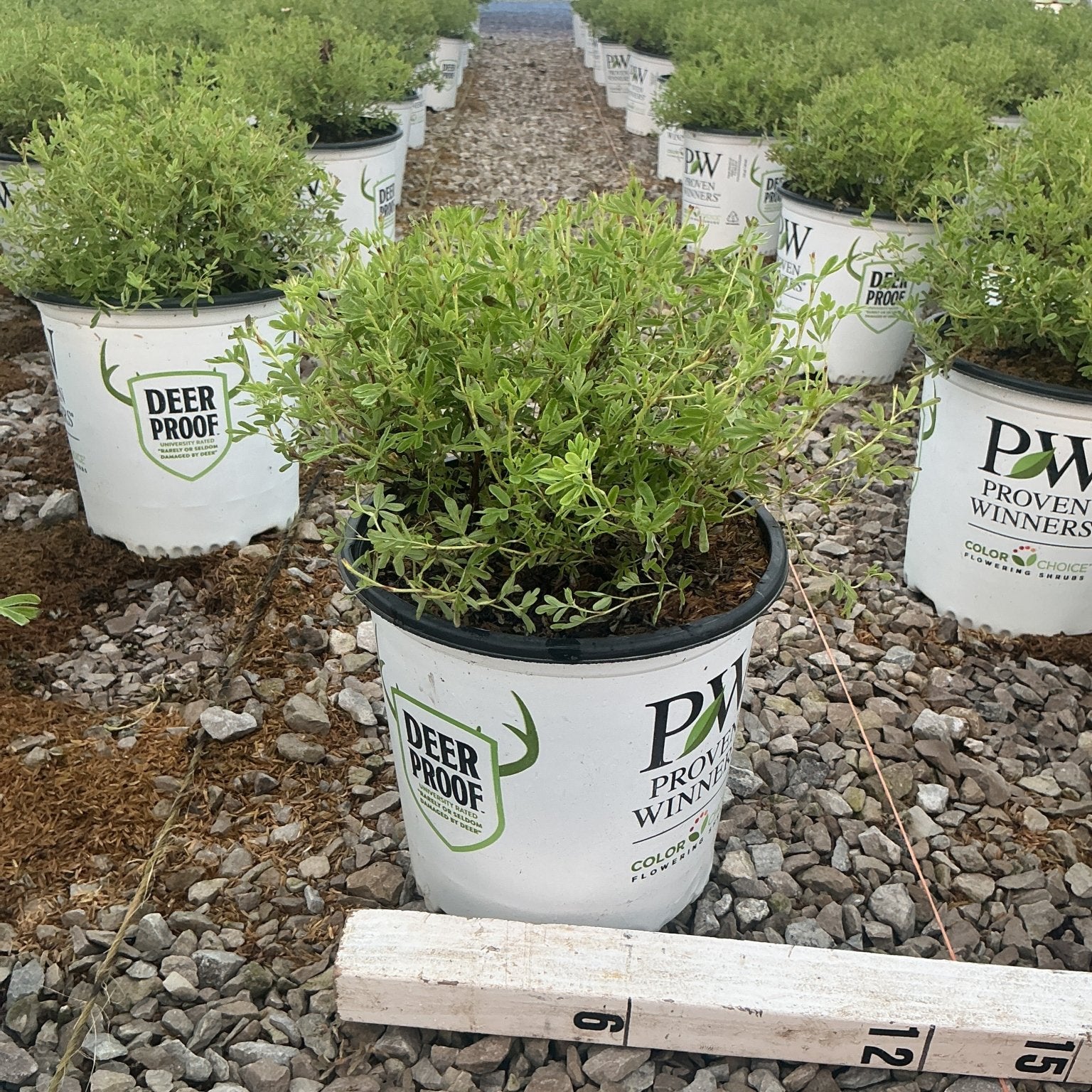 Happy Face Hearts Potentilla shrubs in Proven Winners containers lined up in a greenhouse nursery.