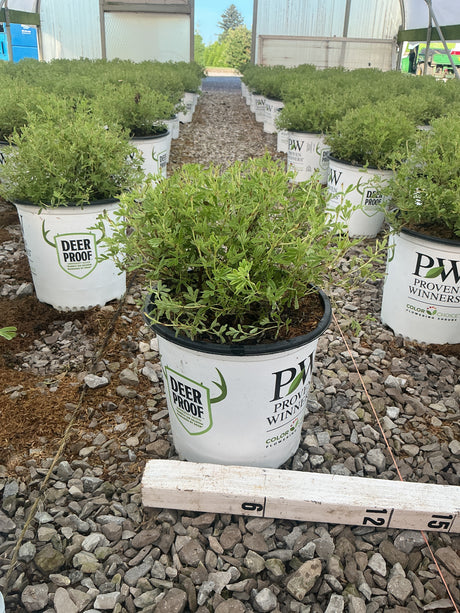 Happy Face Hearts Potentilla shrubs in Proven Winners containers lined up in a greenhouse nursery.