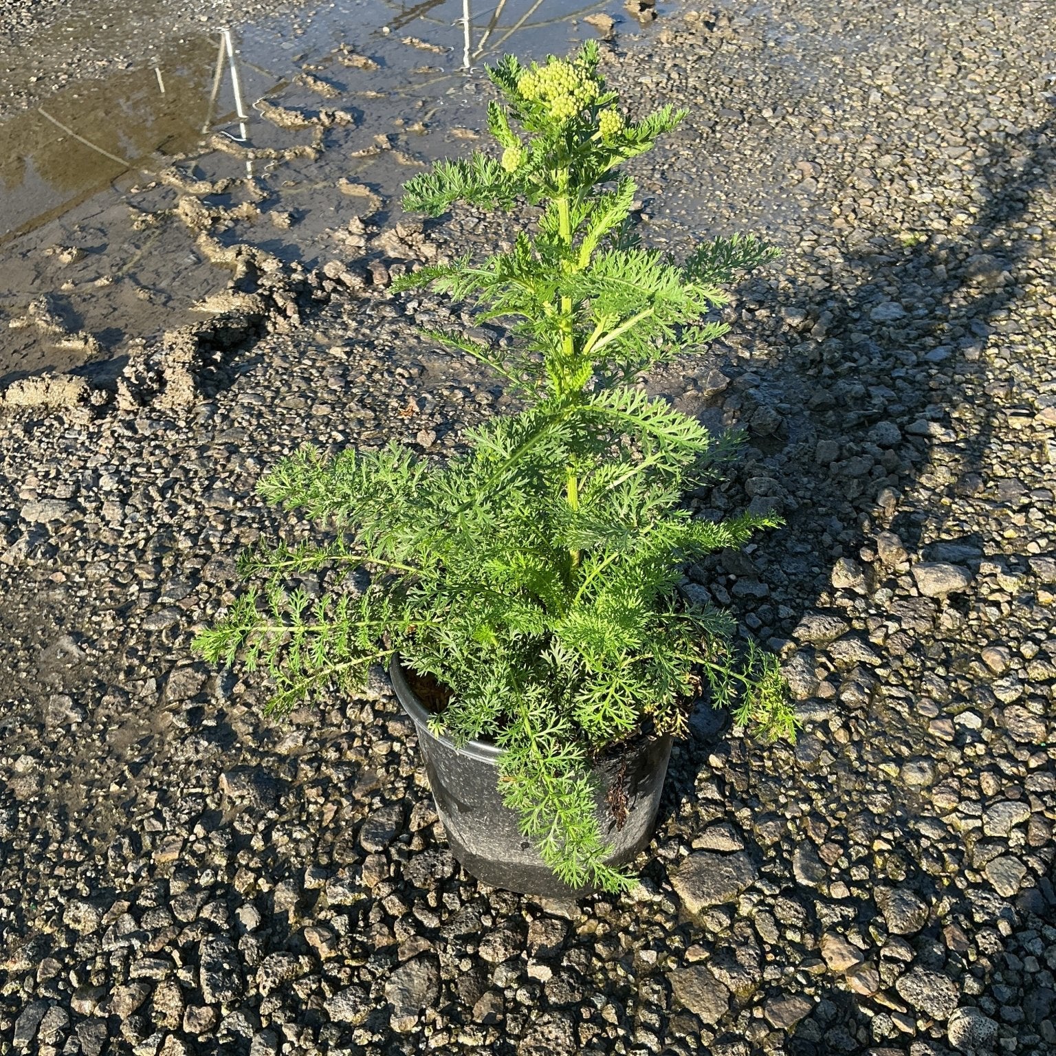 Strawberry Seduction Yarrow in a #1 container showing feathery green foliage and emerging yellow-green flower buds.