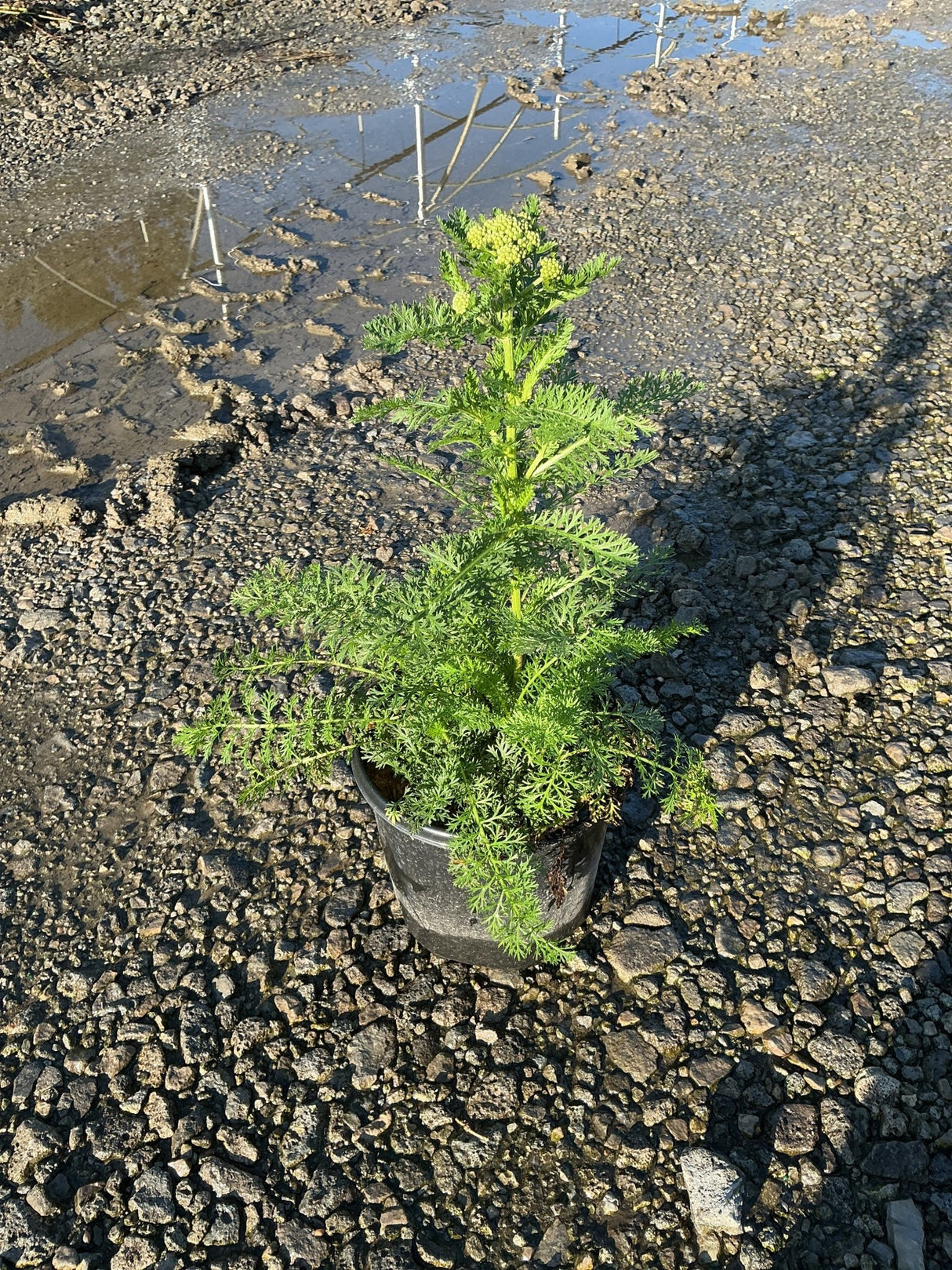 Strawberry Seduction Yarrow in a #1 container showing feathery green foliage and emerging yellow-green flower buds.