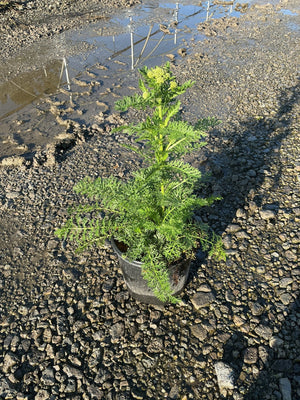 Strawberry Seduction Yarrow in a #1 container showing feathery green foliage and emerging yellow-green flower buds.