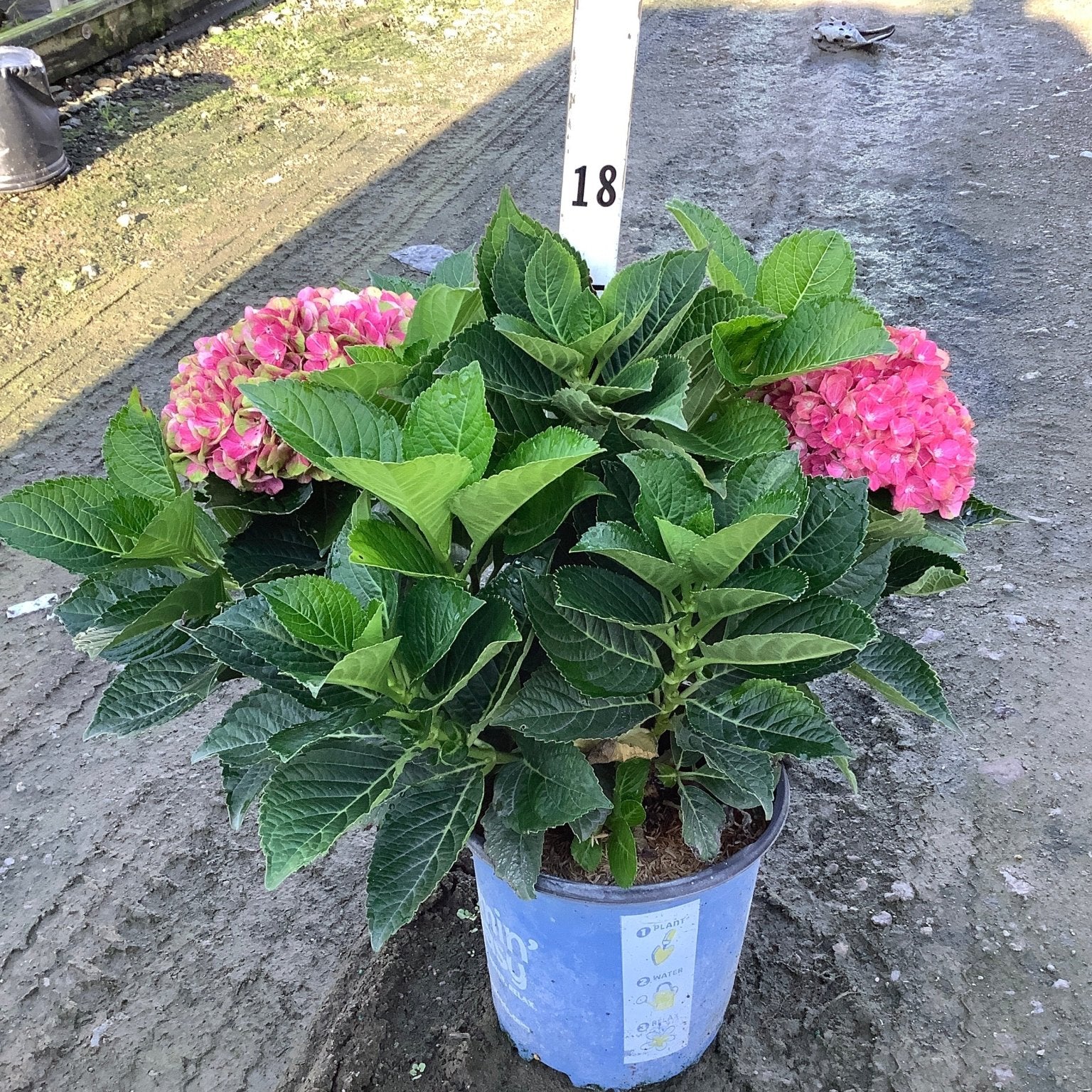 Tilt-A-Swirl Hydrangea in a blue nursery container with vibrant pink blooms and lush green foliage.