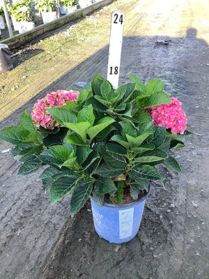 Tilt-A-Swirl Hydrangea in a blue nursery container with vibrant pink blooms and lush green foliage.