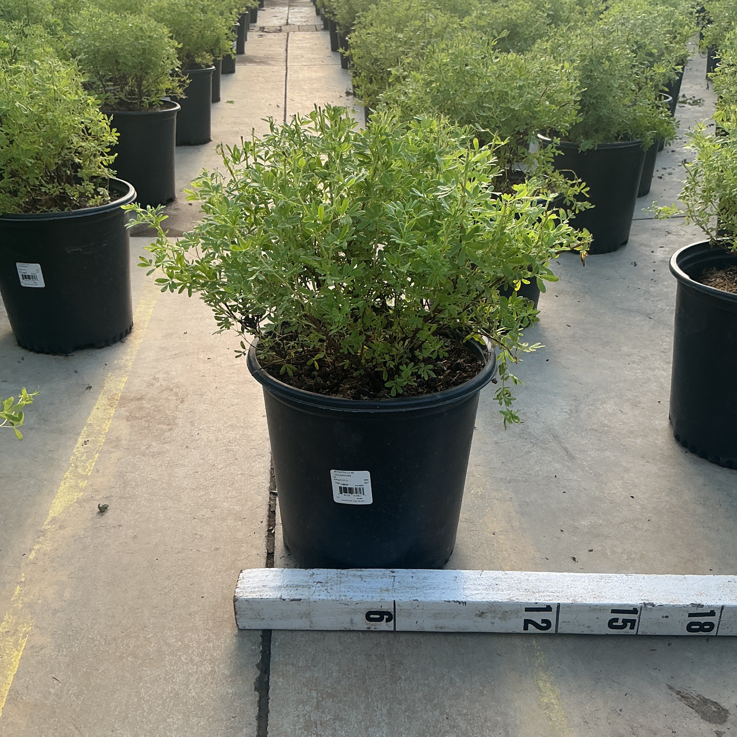 Goldfinger Potentilla shrub in a #2 black nursery container displayed on a greenhouse bench with a measurement ruler.