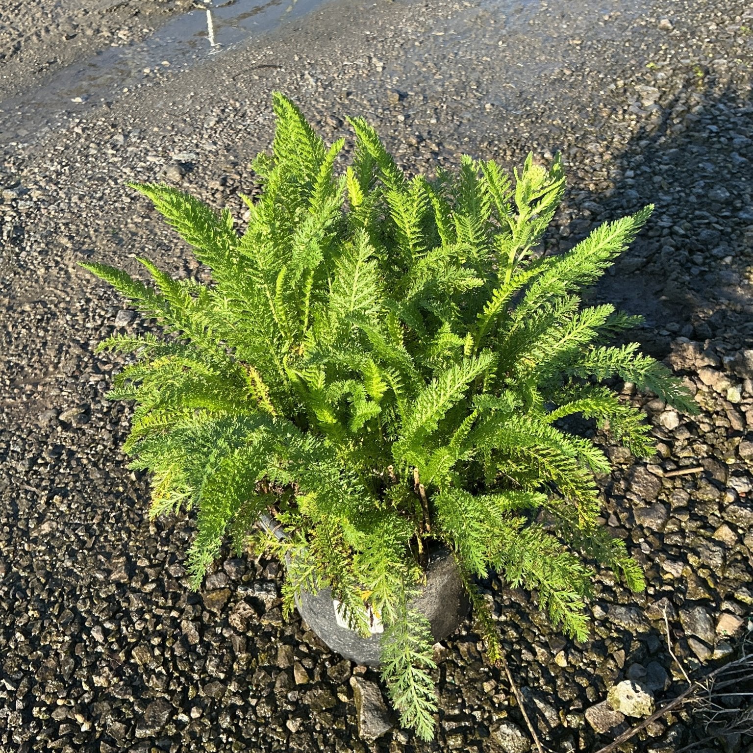 Sunny Seduction Yarrow in a #1 container showing dense, feathery green foliage set on a gravel surface.