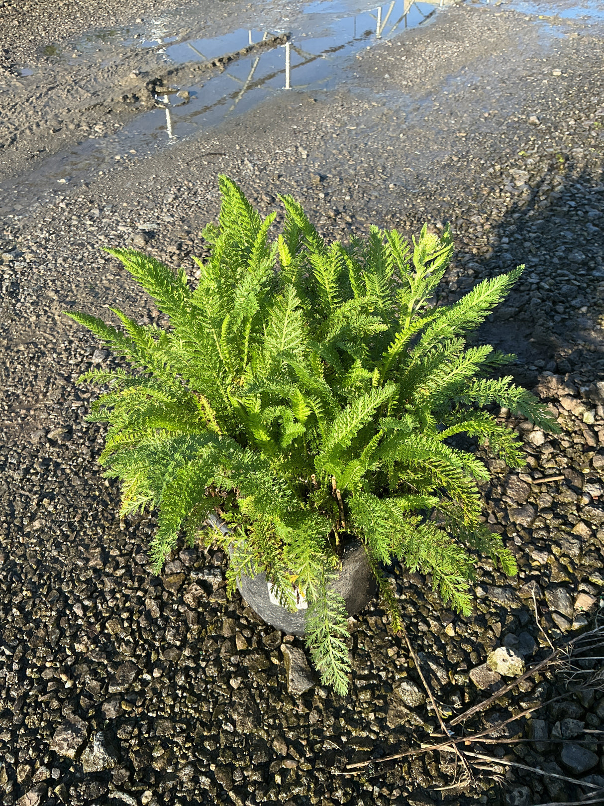 Sunny Seduction Yarrow in a #1 container showing dense, feathery green foliage set on a gravel surface.