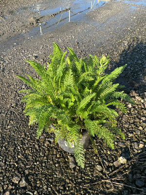 Sunny Seduction Yarrow in a #1 container showing dense, feathery green foliage set on a gravel surface.