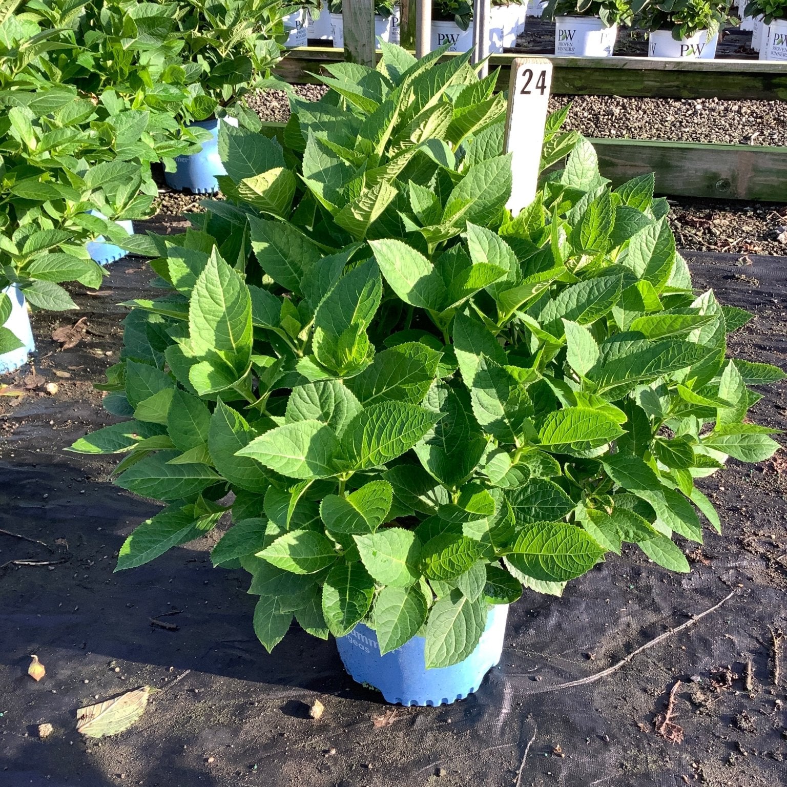Endless Summer Blushing Bride Bigleaf Hydrangea in a blue nursery container, showing lush green foliage before blooming.