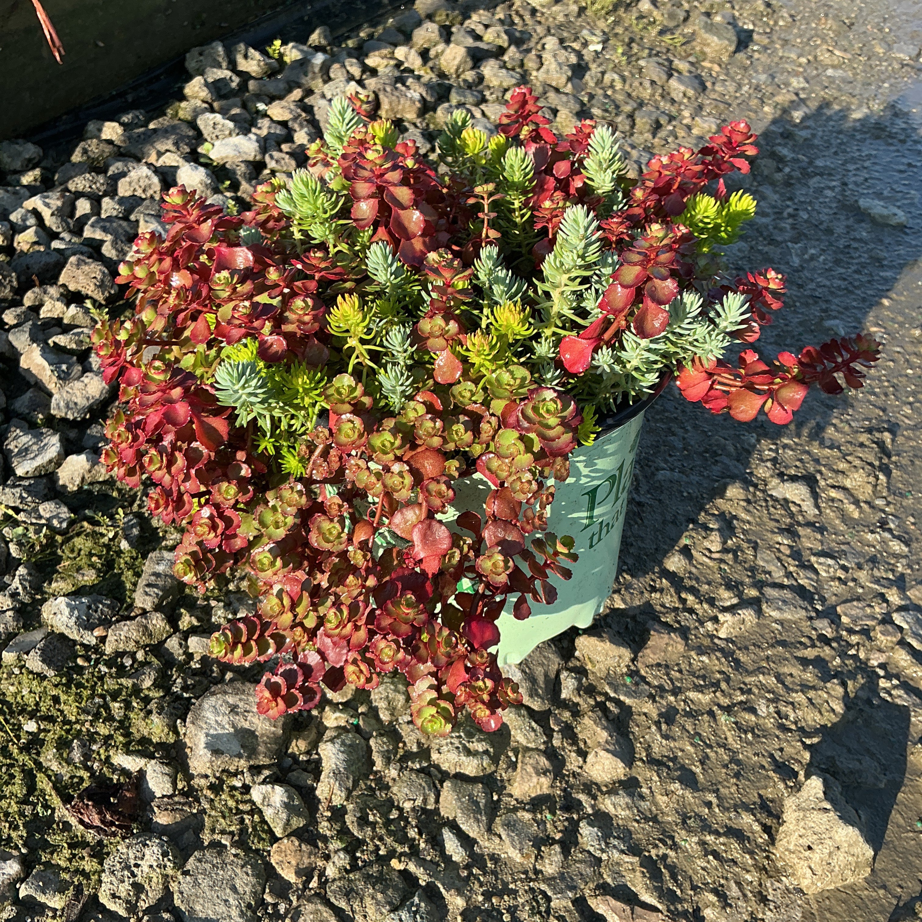 Flaming Carpet Sedum spilling over a nursery container, showing vivid red and green succulent foliage in full sun.