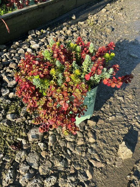 Flaming Carpet Sedum spilling over a nursery container, showing vivid red and green succulent foliage in full sun.