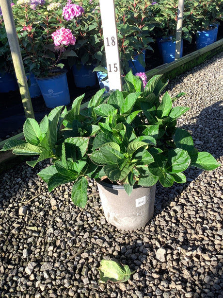 Cherry Explosion Hydrangea in a #2 container showing lush green foliage with emerging buds at a nursery.