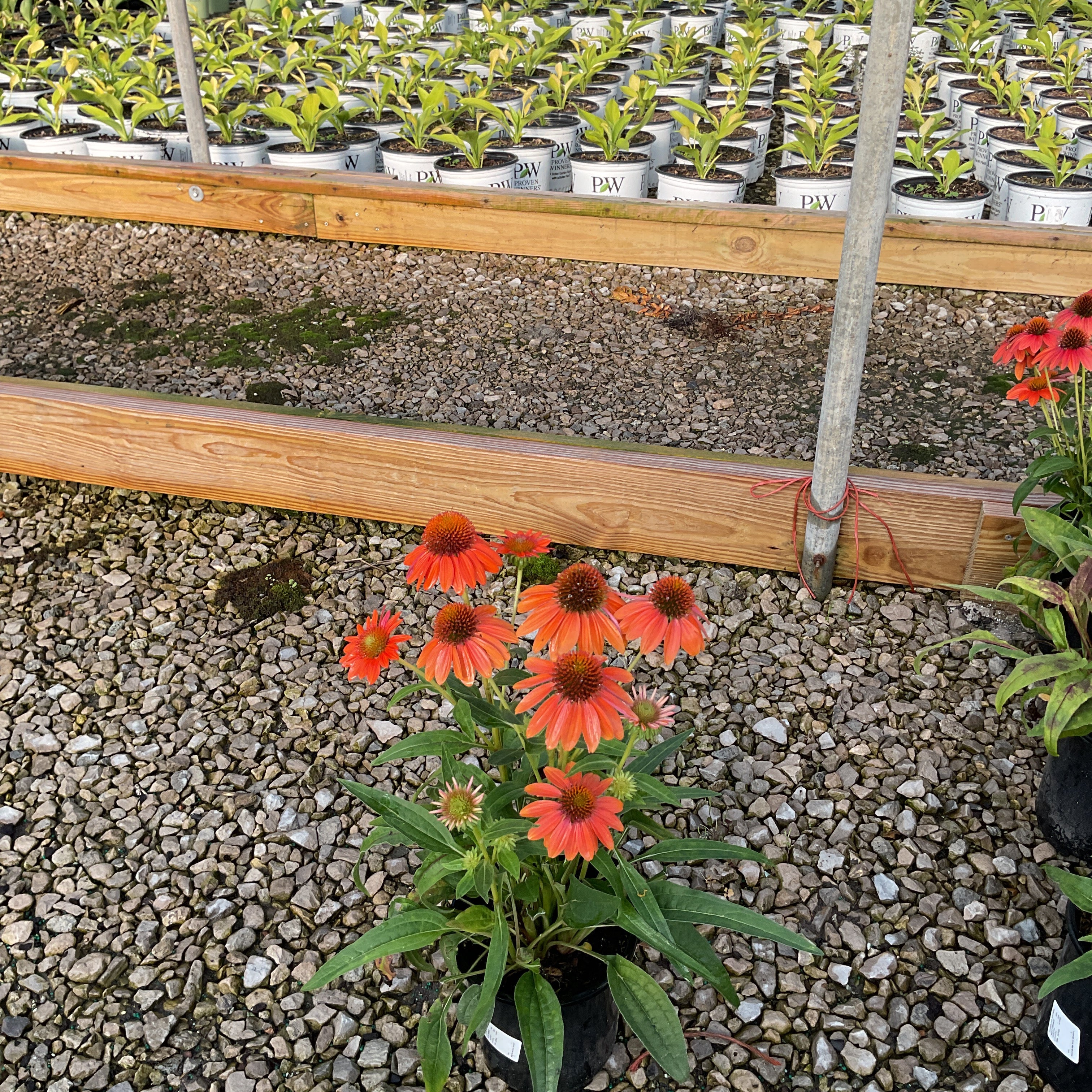 Artisan Soft Orange Coneflower in a black nursery pot, displaying vivid orange blooms with raised centers at a garden center.
