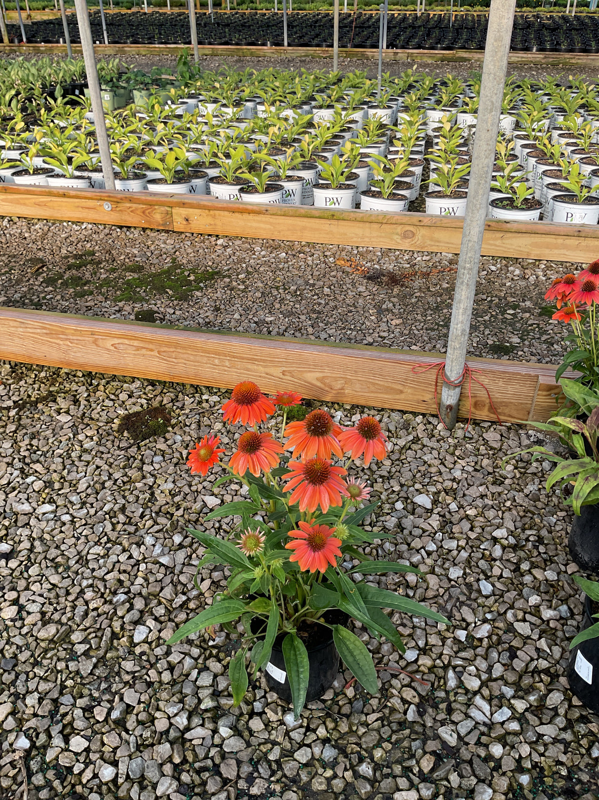 Artisan Soft Orange Coneflower in a black nursery pot, displaying vivid orange blooms with raised centers at a garden center.