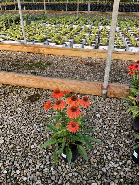 Artisan Soft Orange Coneflower in a black nursery pot, displaying vivid orange blooms with raised centers at a garden center.