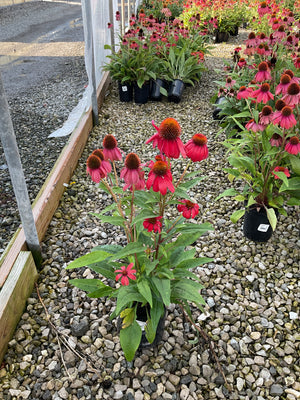 Artisan Red Ombre Coneflower in black nursery containers displaying deep pink blooms with spiky orange-brown centers at a garden center.