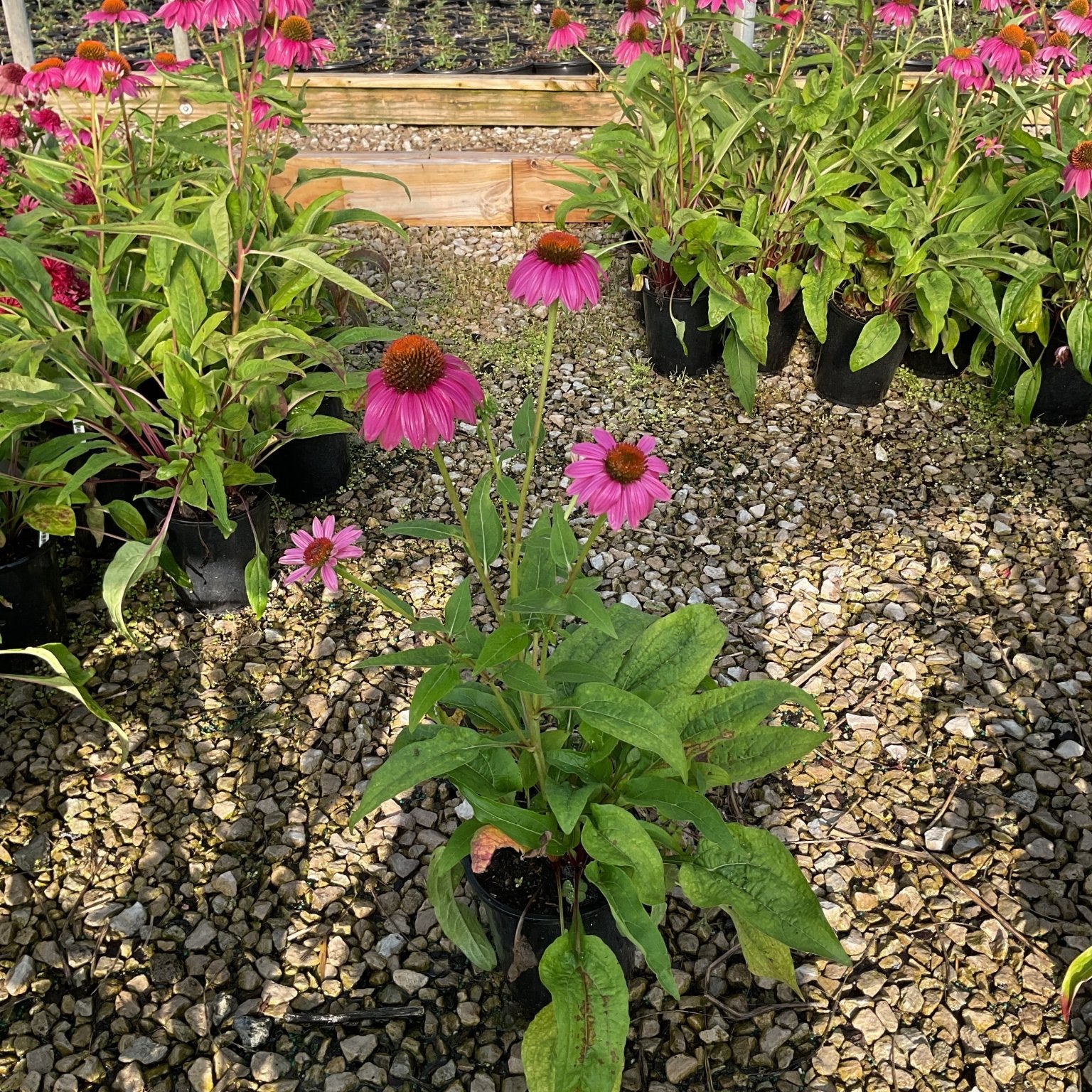 PowWow Wild Berry Coneflower in a #1 container with vivid pink blooms and orange centers growing in a nursery greenhouse.