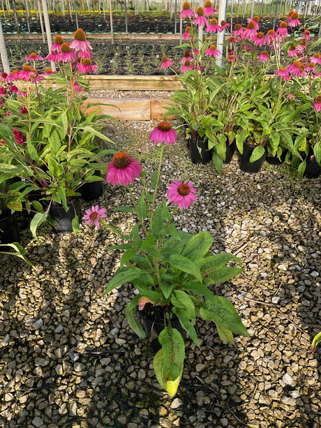 PowWow Wild Berry Coneflower in a #1 container with vivid pink blooms and orange centers growing in a nursery greenhouse.