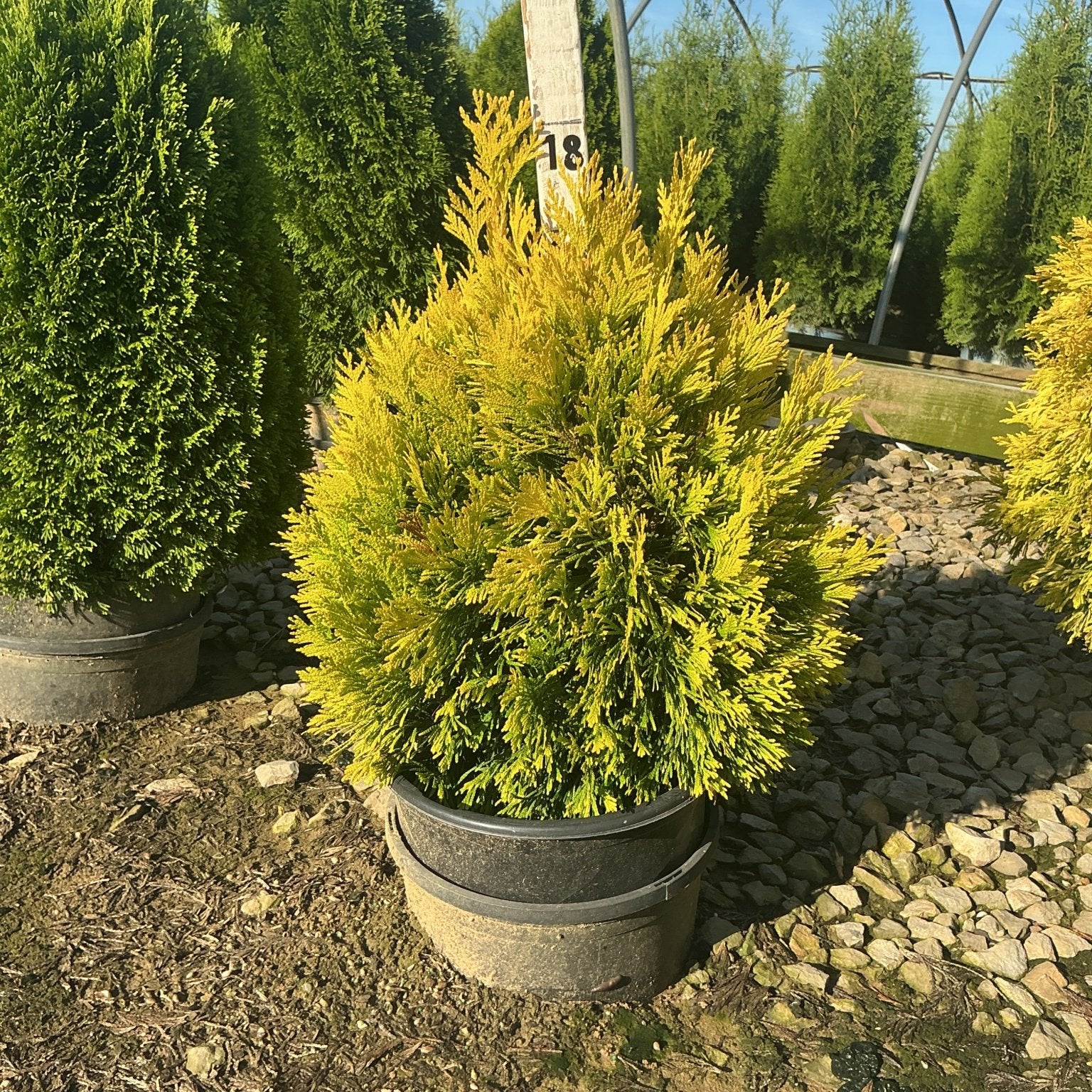 Forever Goldy Arborvitae in a nursery container displaying bright golden-yellow evergreen foliage in full sun.