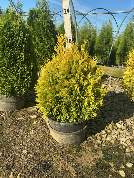 Forever Goldy Arborvitae in a nursery container displaying bright golden-yellow evergreen foliage in full sun.