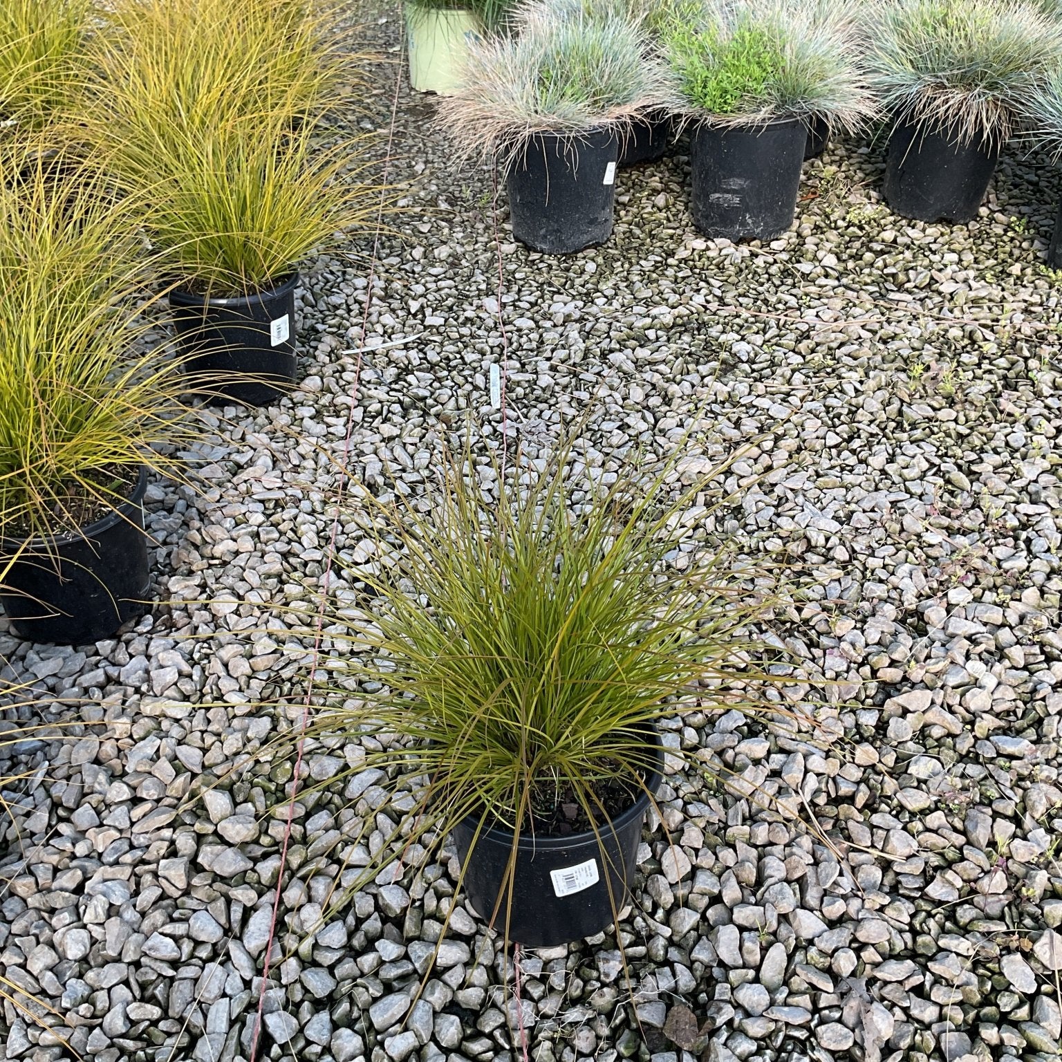 Carex testacea Prairie Fire New Zealand Sedge Grass in a #1 black nursery container on a gravel display bed.