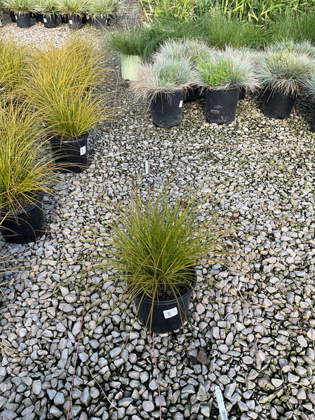 Carex testacea Prairie Fire New Zealand Sedge Grass in a #1 black nursery container on a gravel display bed.