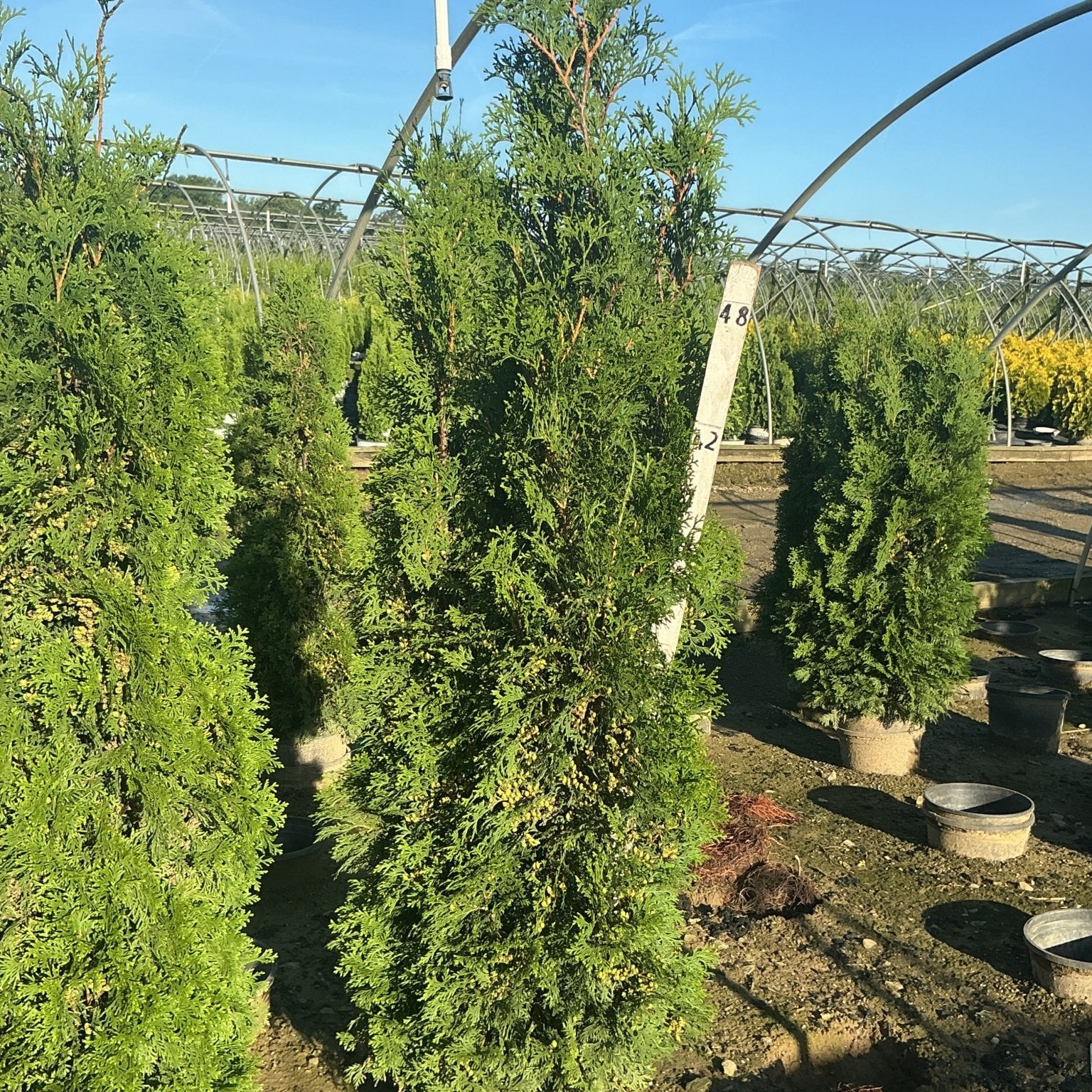 Full Speed A Hedge Thin Man Arborvitae growing in nursery containers, showing narrow columnar habit and dense green foliage.