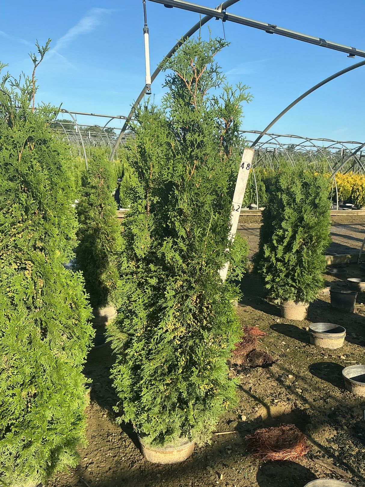 Full Speed A Hedge Thin Man Arborvitae growing in nursery containers, showing narrow columnar habit and dense green foliage.