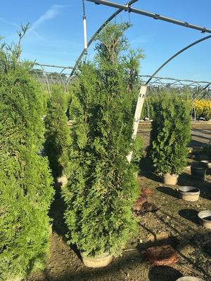 Full Speed A Hedge Thin Man Arborvitae growing in nursery containers, showing narrow columnar habit and dense green foliage.