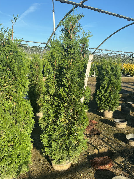 Full Speed A Hedge Thin Man Arborvitae growing in nursery containers, showing narrow columnar habit and dense green foliage.