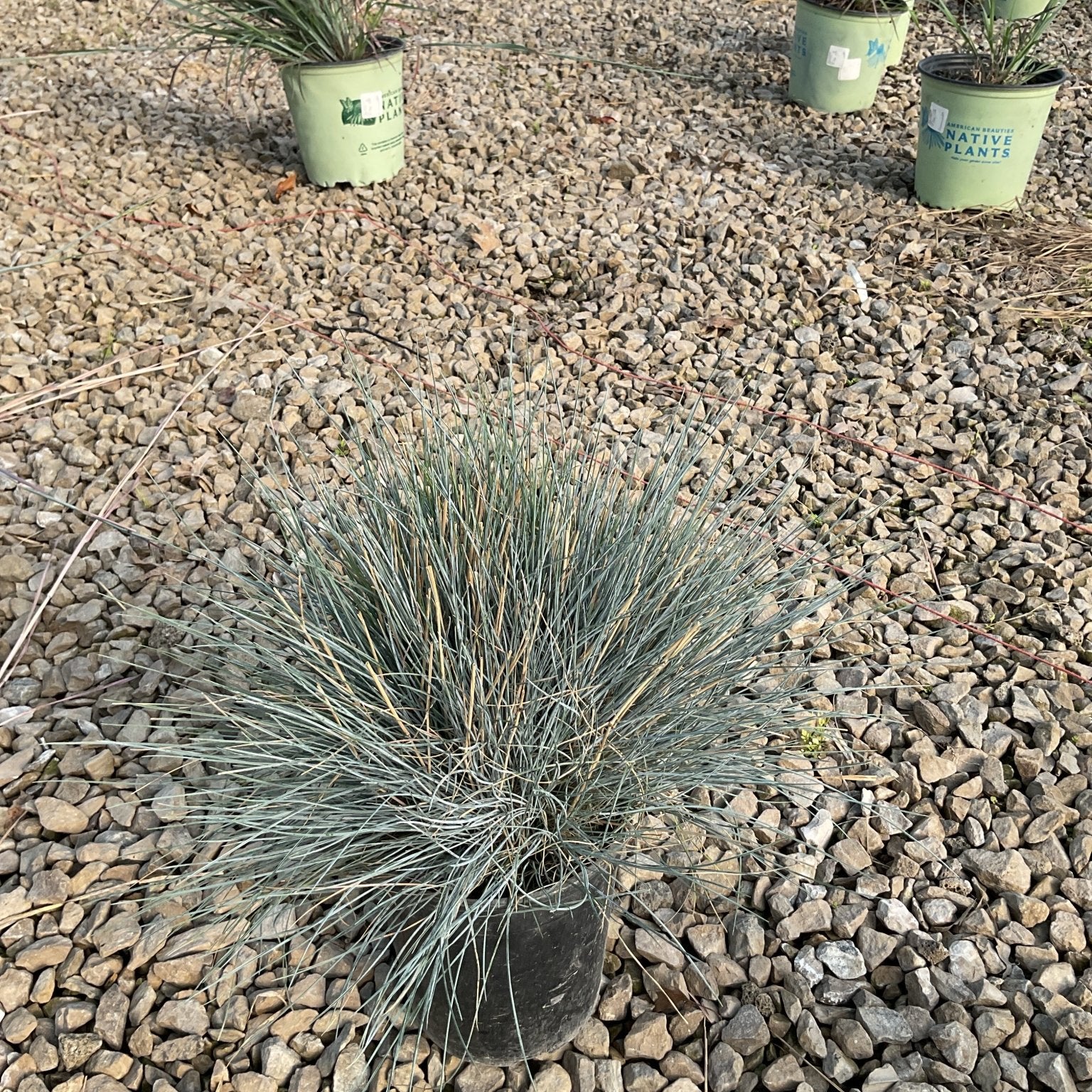 Elijah Blue Fescue Grass in a nursery container showing its silvery-blue fine-textured mounding foliage on a gravel surface.
