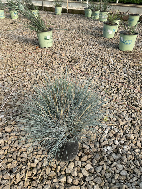 Elijah Blue Fescue Grass in a nursery container showing its silvery-blue fine-textured mounding foliage on a gravel surface.